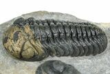 Two Morocops Trilobite Fossils - One Enrolled, One Prone #376926-2